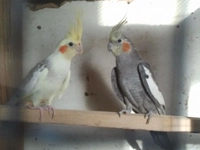 Erkek Sultan Papağanı Türleri ve Özellikleri Erkek Sultan Papağanı Türleri ve Özellikleri