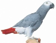 Jako Papağan Eğitimi Jako Papağan Eğitimi