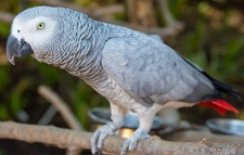 Kırmızı Kuyruklu Papağan Türleri ve Özellikleri Kırmızı Kuyruklu Papağan Türleri ve Özellikleri