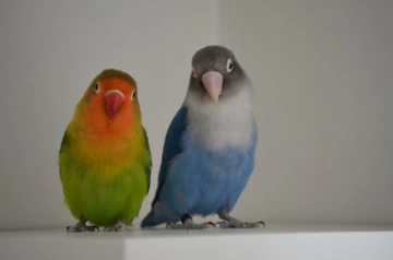 Mavi Cennet Papağanı Türleri ve Özellikleri