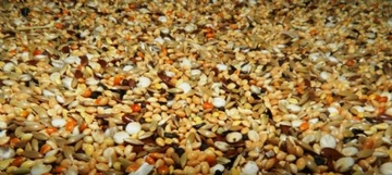 Sultan Papağanı Yemi Nelerdir?