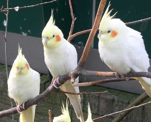 Beyaz Papağan