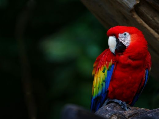Kırmızı Papağan