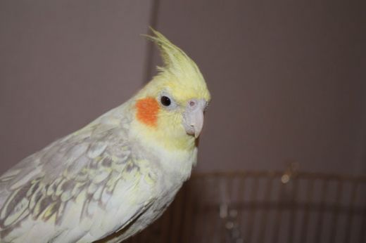Lutino Sultan Papağanı