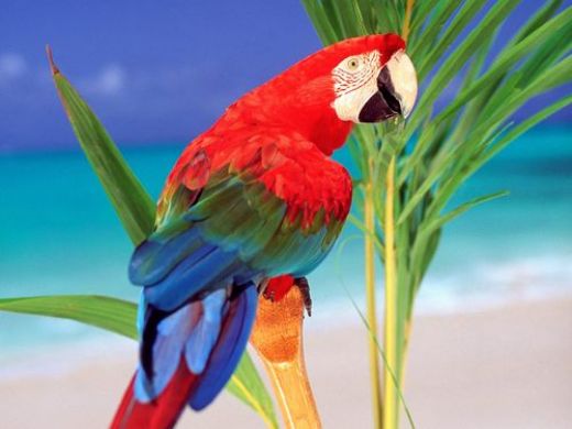 Tropikal Papağan
