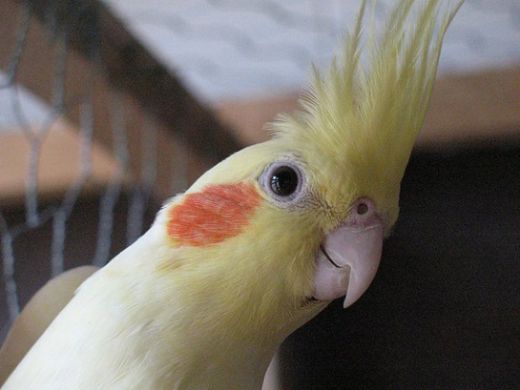 Yavru Sultan Papağanı