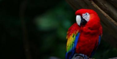 Macaw Papağanı